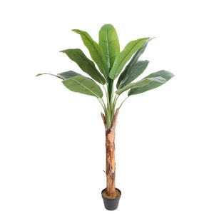 Banana Tree U.V F.R - 165cm