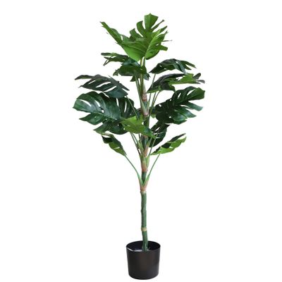 Monstera U.V F.R - 130cm