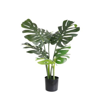 Monstera U.V F.R - 60cm