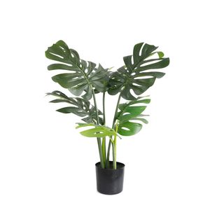 Monstera U.V F.R - 60cm