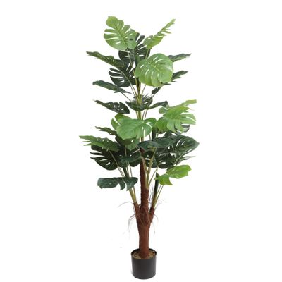 Monstera U.V F.R - 185cm