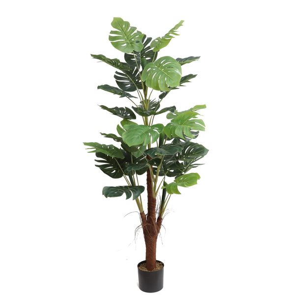 Monstera U.V F.R - 185cm