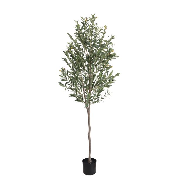 Olive Tree U.V F.R - 180cm