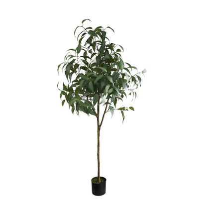 Eucalyptus Sugar Gum U.V F.R - 183cm