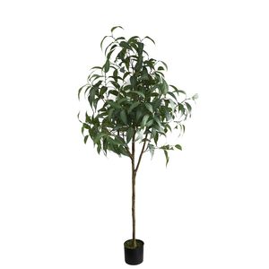 Eucalyptus Sugar Gum U.V F.R - 183cm