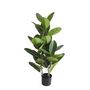 Rubber Plant U.V.F.R - 100cm