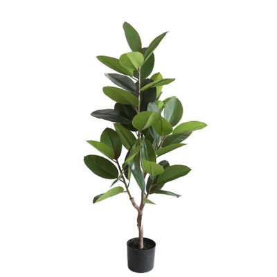 Rubber Plant U.V.F.R - 130cm