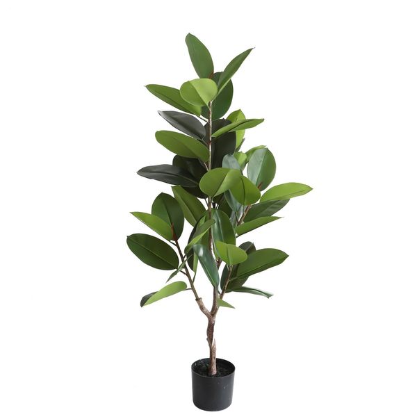 Rubber Plant U.V.F.R - 130cm