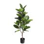 Rubber Plant U.V.F.R - 130cm