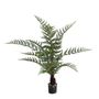 Fern Dicksonia U.V F.R - 90cm