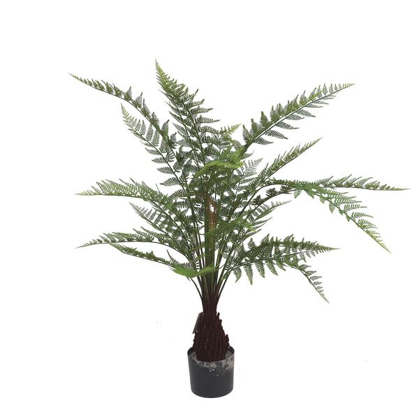 Fern Dicksonia U.V F.R - 135cm