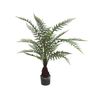 Fern Dicksonia U.V F.R - 135cm