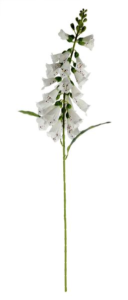Essential Foxglove - White