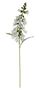 Essential Foxglove - White