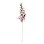 Essential Foxglove - Pink