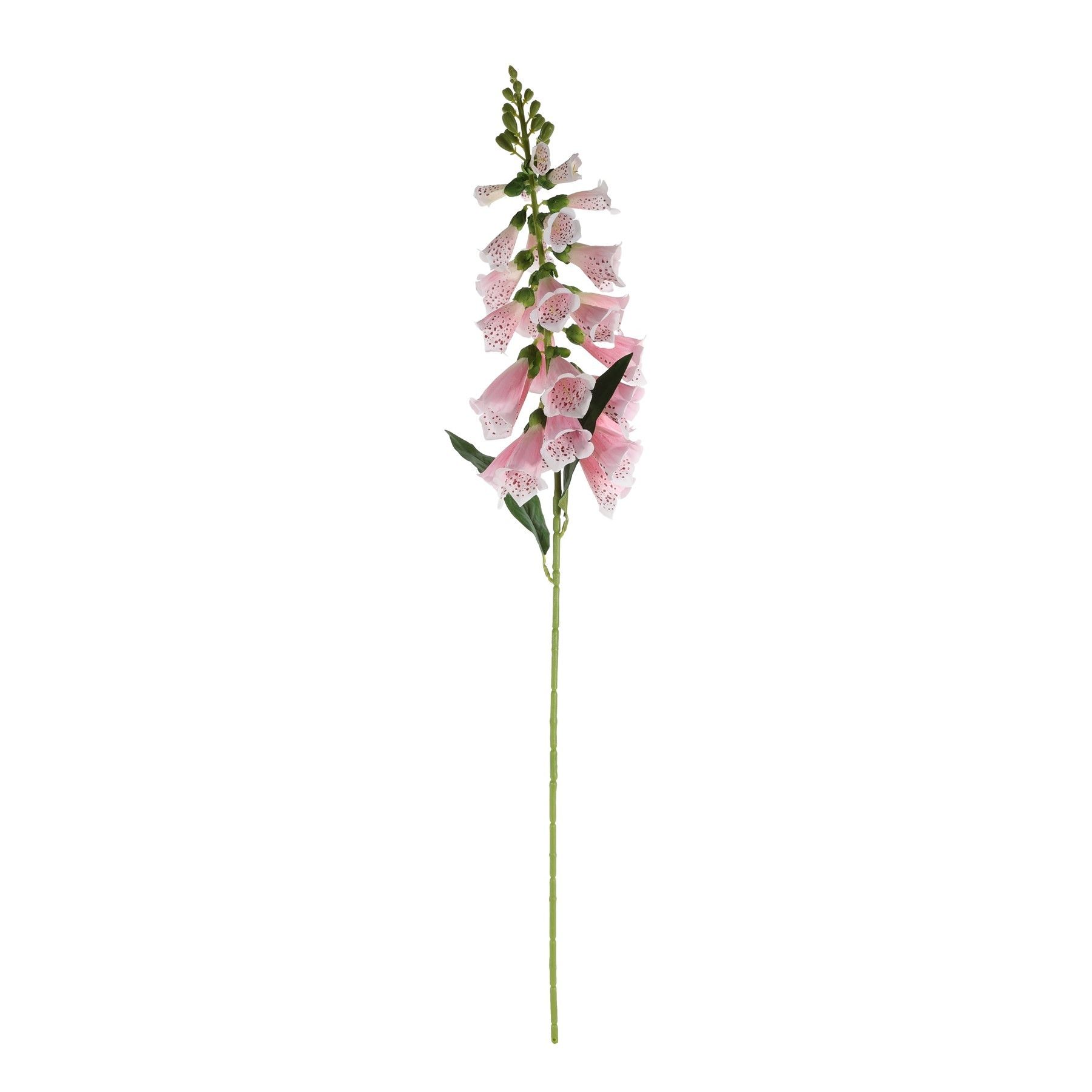 Essential Foxglove - Pink
