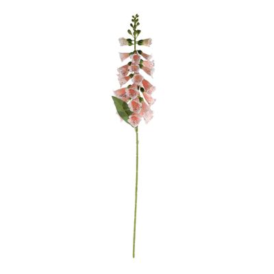 Essential Foxglove - Peach