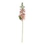 Essential Foxglove - Peach