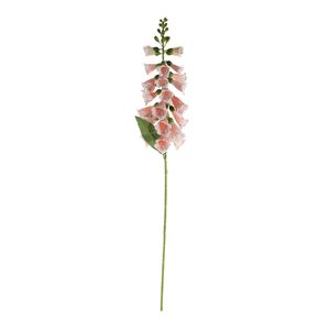 Essential Foxglove - Peach