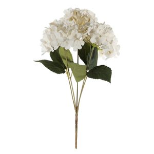 Essential Hydrangea Bush - Cream