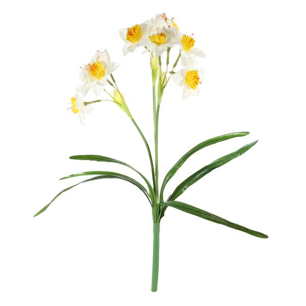 Essential Daffodil Plant - White