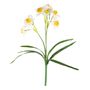 Essential Daffodil Plant - White