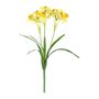 Essential Daffodil Plant - Yellow