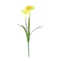 Essentail Narcissus Plant with Leaves - Yellow