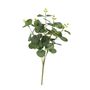 Essential Eucalyptus Bush - Green