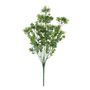 Essential sedum Bush - White