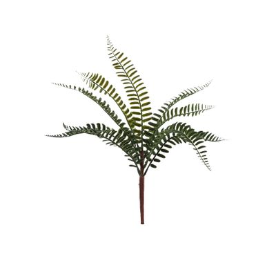 Essential Fern Plant