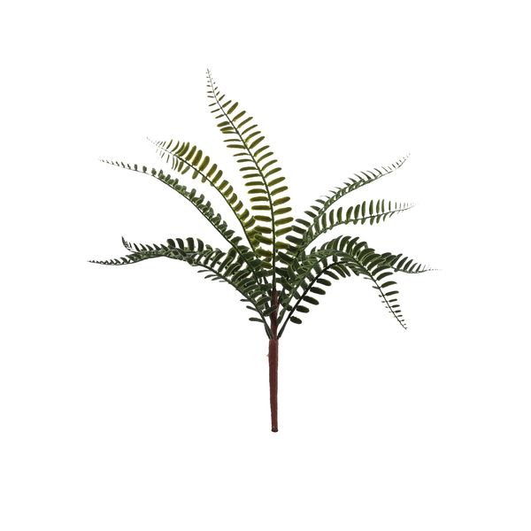 Essential Fern Plant