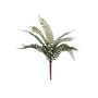 Essential Fern Plant