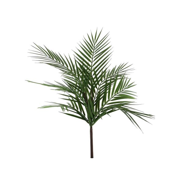 Essential Palm Plant