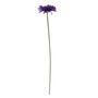 Essential Gerbera - Purple