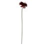 Essential Gerbera - Burgundy