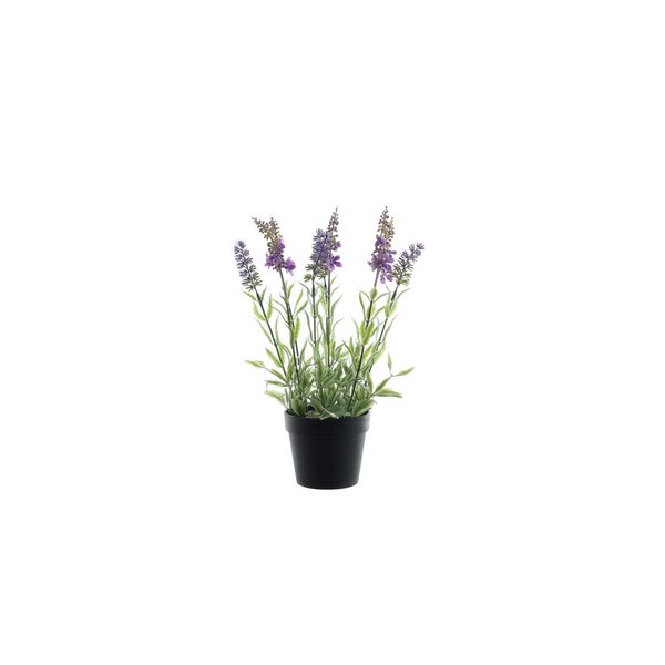 Botanica Lavender Potted - 30cm