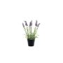 Botanica Lavender Potted - 30cm