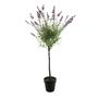 Botanica Standard Lavender Plant in Pot - 90cm