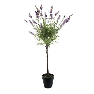 Botanica Standard Lavender Plant in Pot - 90cm