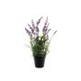 Botanica Flowering Lavender in Pot - 45cm