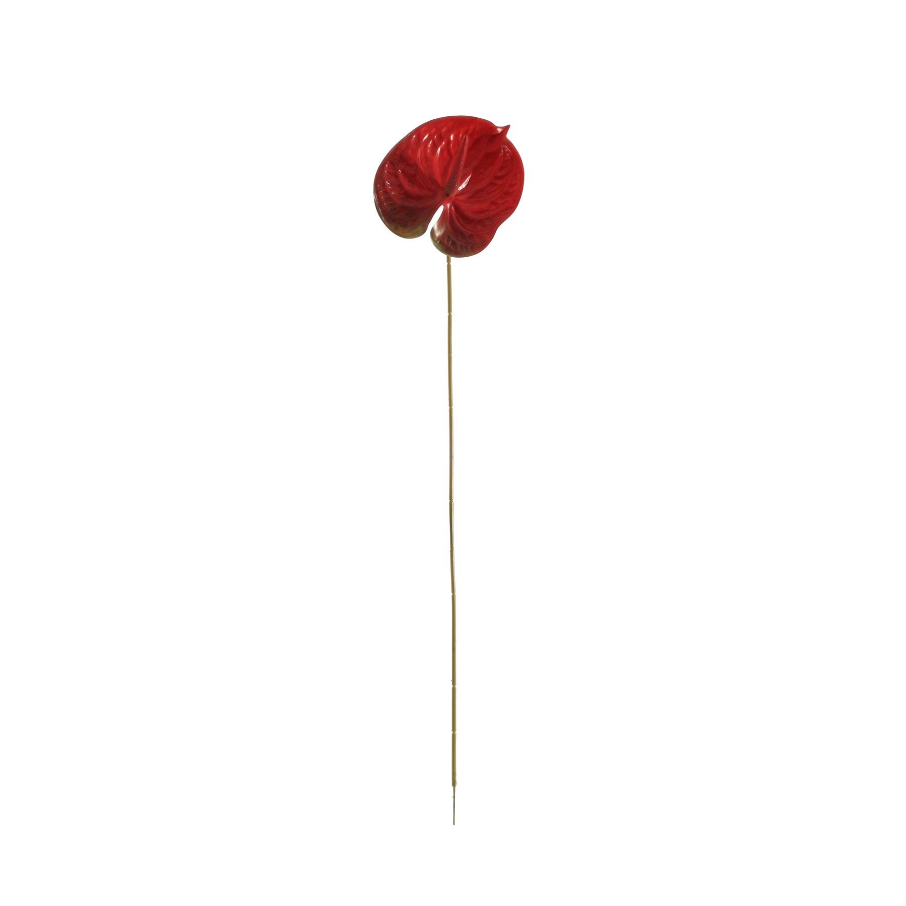 Essential Anthurium - Red