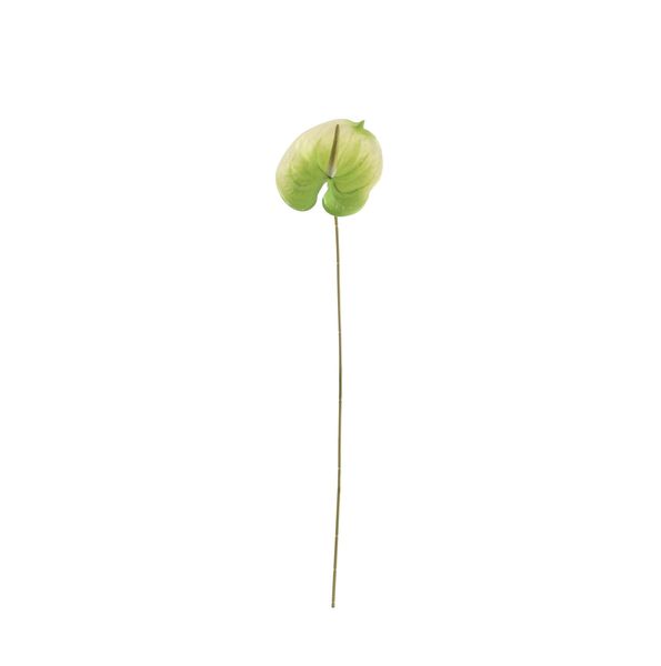 Essential Anthurium - White/Green