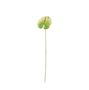 Essential Anthurium - White/Green