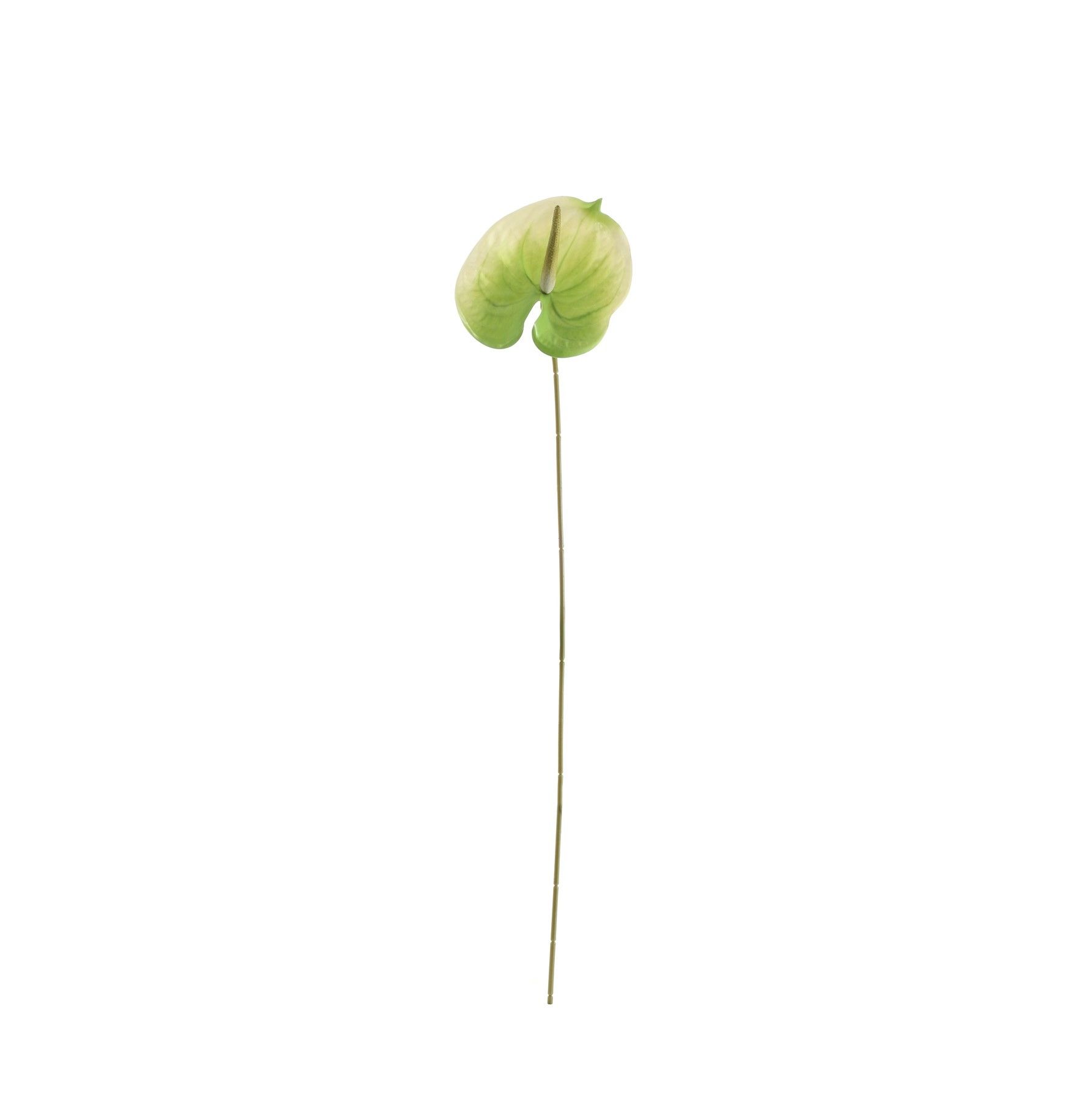 Essential Anthurium - White/Green