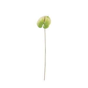 Essential Anthurium - White/Green