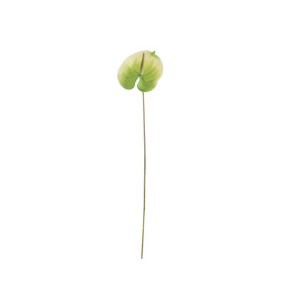 Essential Anthurium - White/Green