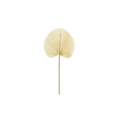 Essential Dry Look Bleached Fan Palm