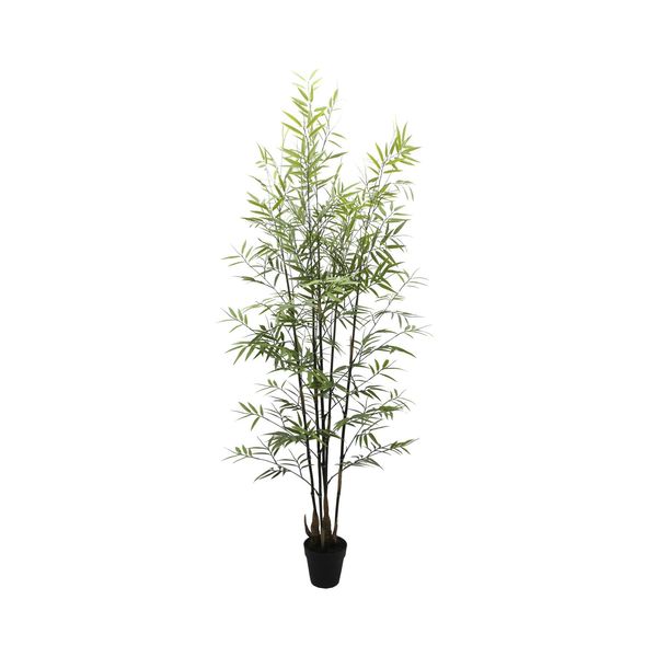 Botanica Bamboo U.V - 152cm