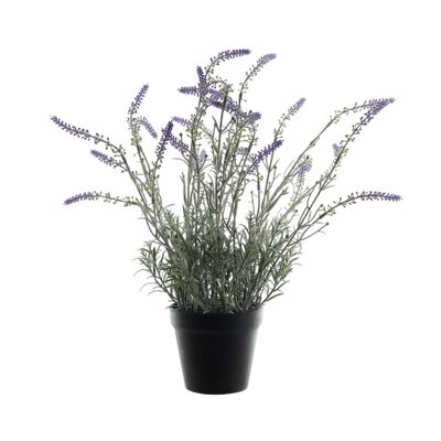 Potted Lavender - Lavender